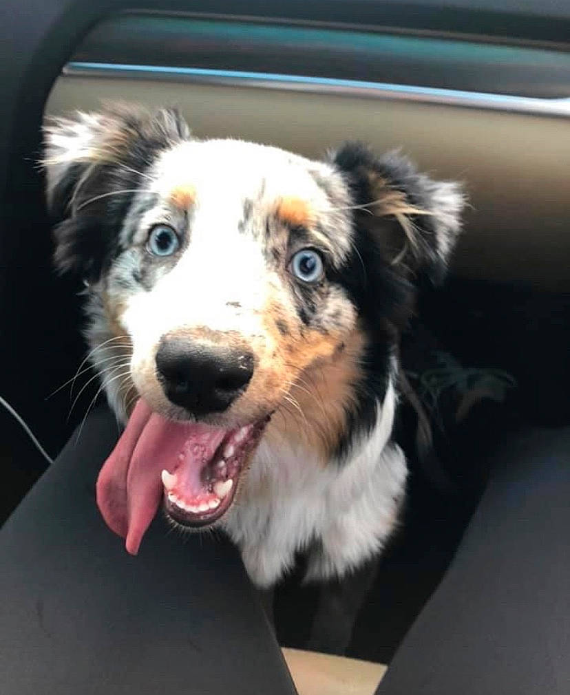 Mila is registered to the contest to win money with this photo: australian_collie, australian_shepherd, basque_shepherd_dog, border_collie, canidae, carnivore, companion_dog, dog, dog_breed, english_shepherd, herding_dog, mammal, miniature_australian_shepherd, rare_breed_dog, scotch_collie, snout, sporting_group, vertebrate, welsh_sheepdog, working_dog