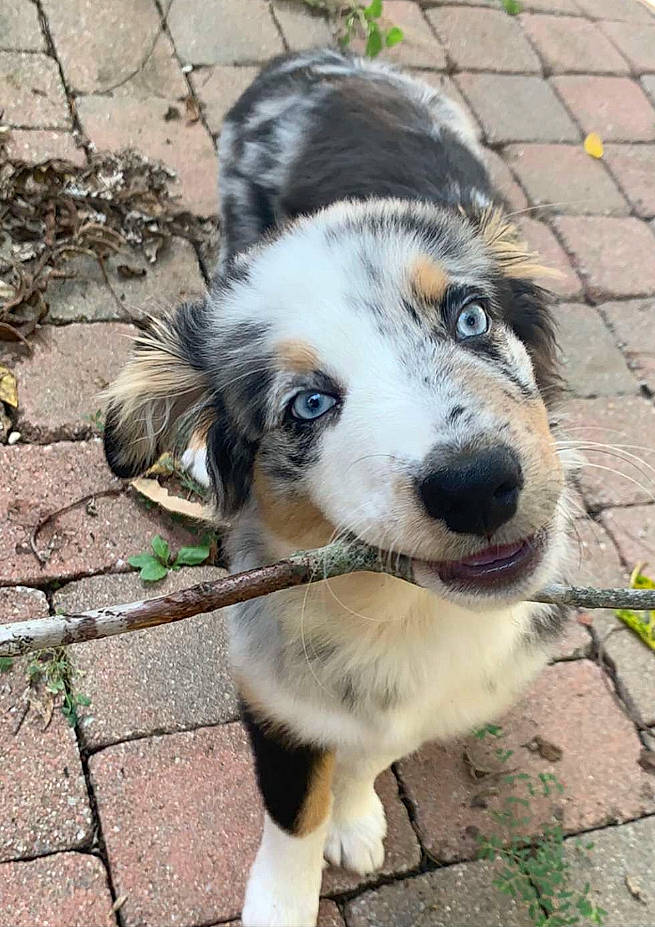 Mila is registered to the contest to win money with this photo: australian_collie, australian_shepherd, border_collie, canidae, carnivore, companion_dog, dog, dog_breed, english_shepherd, mammal, miniature_australian_shepherd, rare_breed_dog, snout, sporting_group, texas_heeler, vertebrate, welsh_sheepdog, working_dog