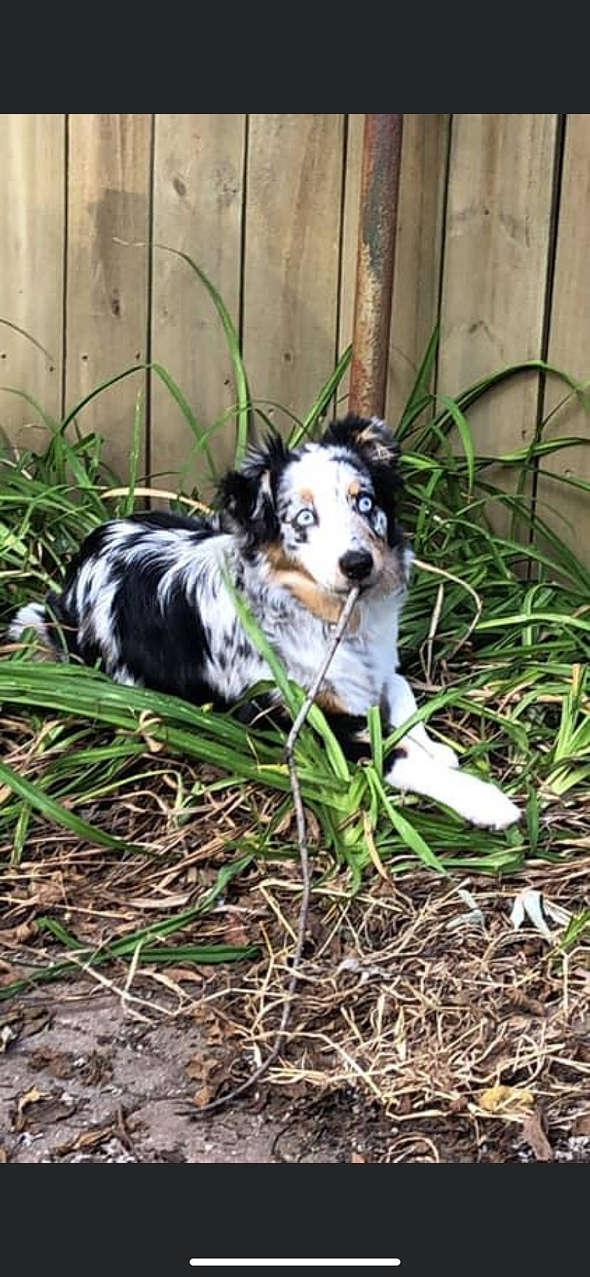 Mila is registered to the contest to win money with this photo: australian_collie, australian_shepherd, border_collie, canidae, carnivore, companion_dog, dog, dog_breed, english_shepherd, grass, herding_dog, mammal, miniature_australian_shepherd, plant, puppy, texas_heeler, welsh_sheepdog, working_dog