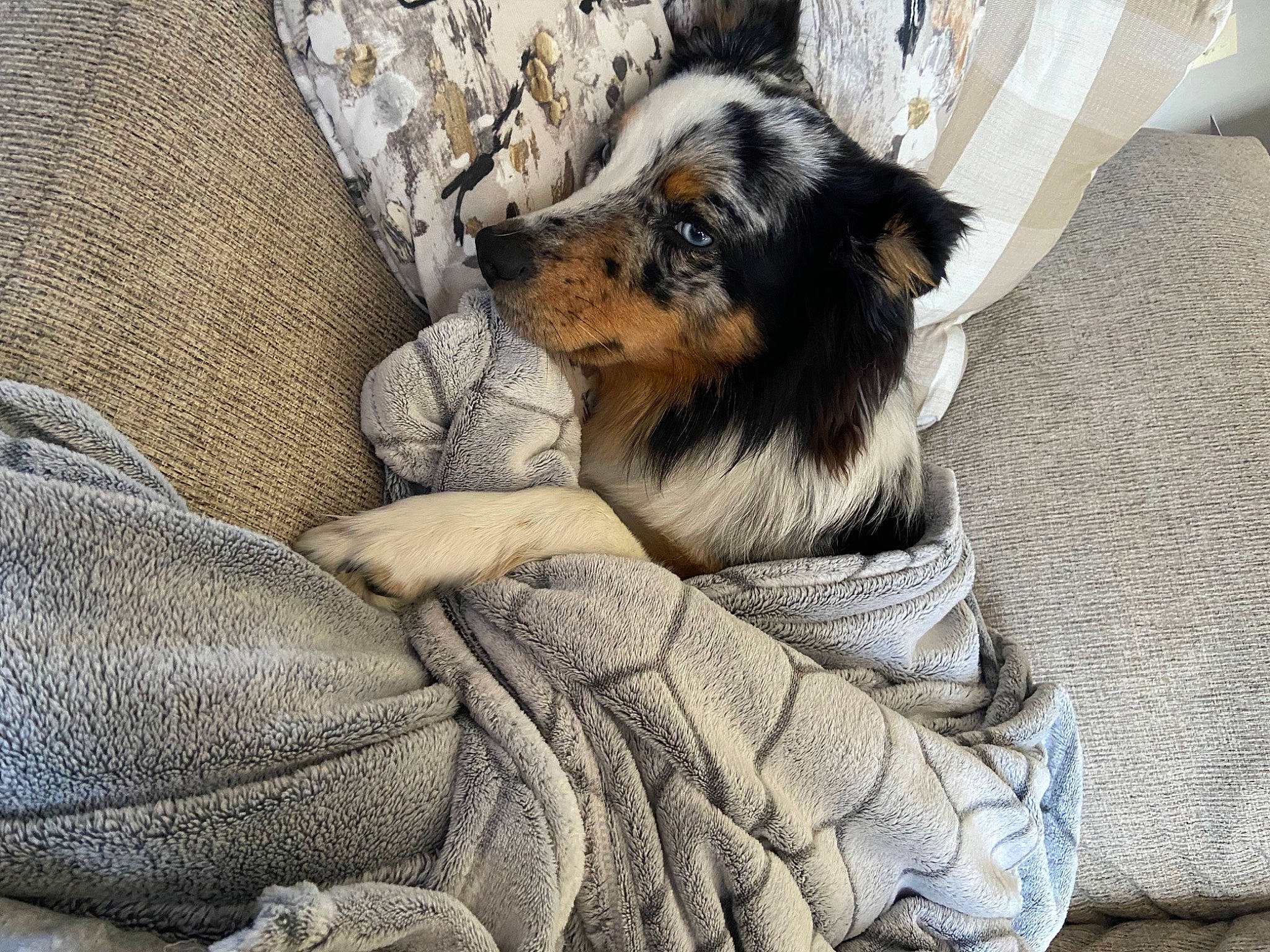 Mila joined the competition — help win amazing prizes! australian_shepherd, canidae, carnivore, companion_dog, dog, dog_breed, mammal, miniature_australian_shepherd, puppy, snout, sporting_group