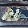 Volpa a rejoint le concours — aidez-le/la à gagner de superbes lots ! animal, black_white_dog, car, companions, curious, daylight, dog, domestic_animal, dusty_window, fur, inside_car, looking_out, pet, rear_window, resting, side_view, two_dogs, vehicle, white_brown_dog, window