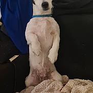 Volpa participe au concours pour gagner de l'argent avec cette photo : dog, puppy, black_and_white, blue_collar, couch, blanket, indoor, pet, animal, curious, fluffy, sitting, upside_down, face, fur, ears, nose, eyes, home, relaxed