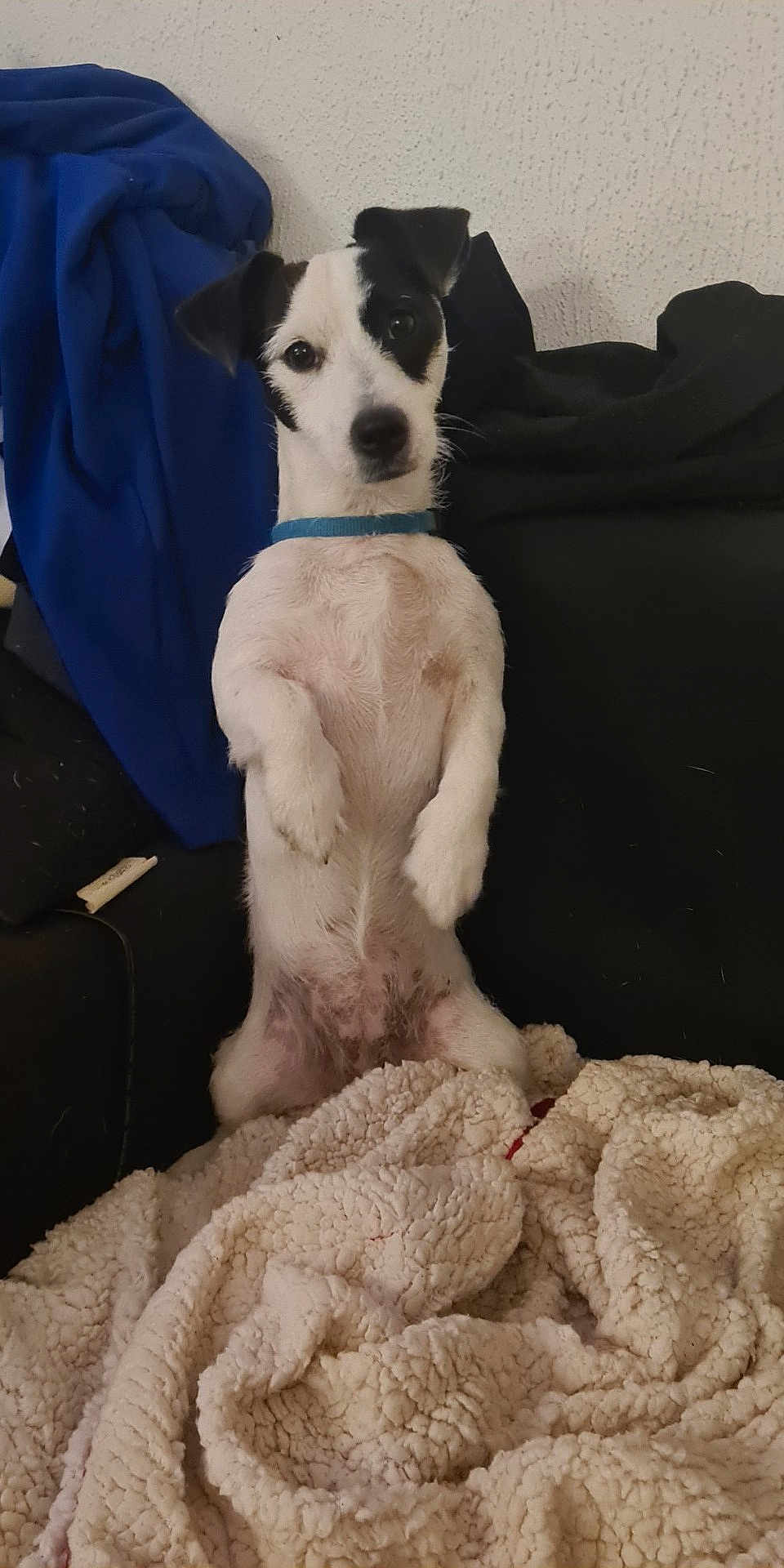 Volpa participe au concours pour gagner de l'argent avec cette photo : dog, puppy, black_and_white, blue_collar, couch, blanket, indoor, pet, animal, curious, fluffy, sitting, upside_down, face, fur, ears, nose, eyes, home, relaxed