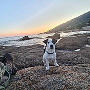 Volpa a rejoint le concours — aidez-le/la à gagner de superbes lots ! adventure, animal, boots, coast, collar, companion, dog, hiking, landscape, mountain, nature, outdoor, pet, rocky_shore, sea, sky, sunset, travel, vacation, water