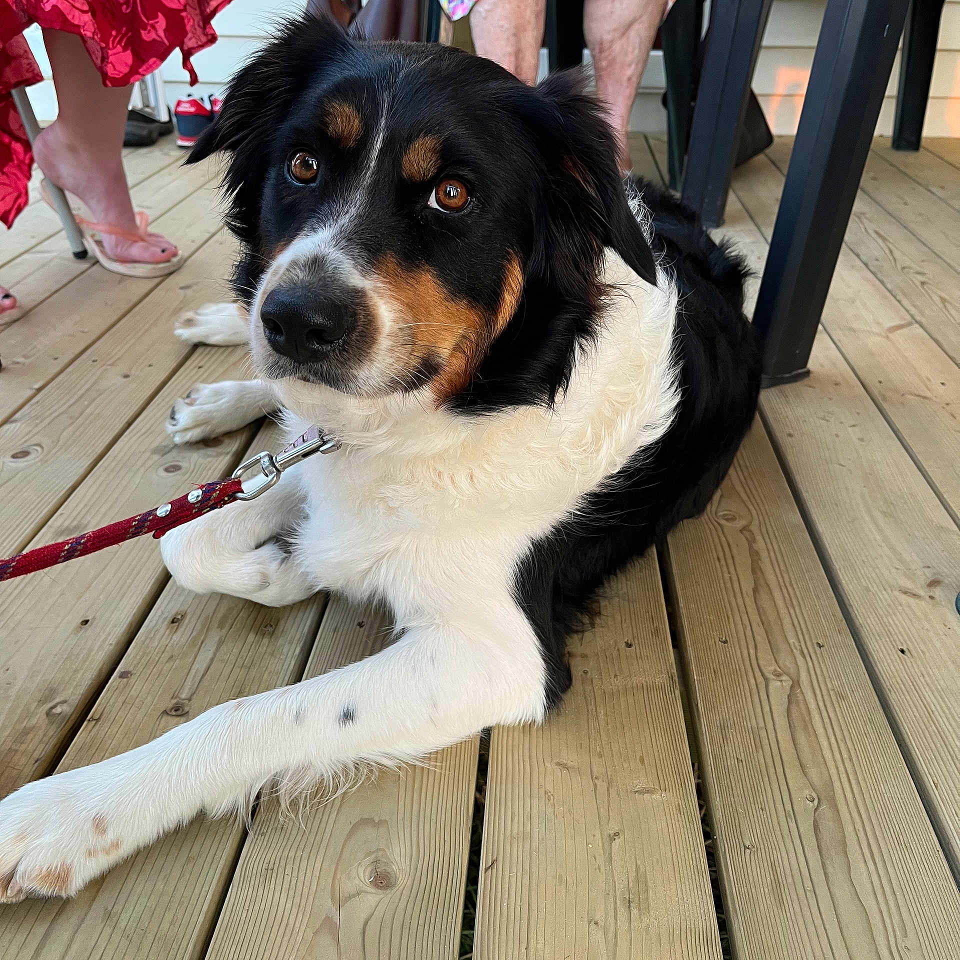 Nala participe au concours pour gagner de l'argent avec cette photo : bernese_mountain_dog, carnivore, chair, collar, companion_dog, dog, dog_breed, dog_collar, dog_supply, door, flooring, foot, fur, hardwood, plank, varnish, wood, wood_flooring, wood_stain, working_dog