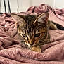 Athéna a rejoint le concours — aidez-le/la à gagner de superbes lots ! cat, tabby, pet, animal, feline, blanket, pink, soft, cozy, indoor, cute, fur, whiskers, ears, paws, resting, curious, young_cat, closeup, relaxed