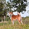Luffy a rejoint le concours — aidez-le/la à gagner de superbes lots ! dog, shiba_inu, grass, outdoor, animal, pet, canine, happy, smiling, fur, tail, collar, leash, nature, field, tree, sky, portrait, standing, daytime