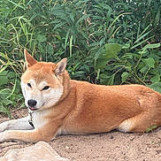 Luffy a rejoint le concours — aidez-le/la à gagner de superbes lots ! dog, shiba_inu, outdoor, sand, greenery, plants, pet, animal, canine, fur, collar, resting, tongue, nature, summer, relaxed, cute, mammal, leash, lying_down