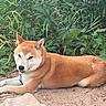 dog, shiba_inu, outdoor, sand, greenery, plants, pet, animal, canine, fur, collar, resting, tongue, nature, summer, relaxed, cute, mammal, leash, lying_down
