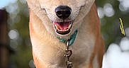 Luffy a rejoint le concours — aidez-le/la à gagner de superbes lots ! dog, shiba_inu, pet, animal, outdoor, grass, leash, collar, happy, smiling, walking, closeup, portrait, canine, fur, ears, eyes, nature, daylight, bokeh