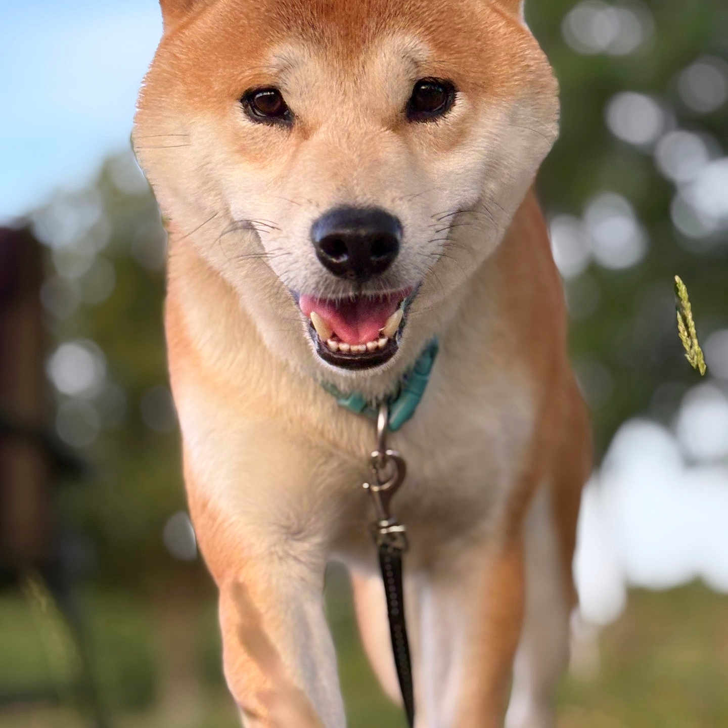 Luffy a rejoint le concours — aidez-le/la à gagner de superbes lots ! dog, shiba_inu, pet, animal, outdoor, grass, leash, collar, happy, smiling, walking, closeup, portrait, canine, fur, ears, eyes, nature, daylight, bokeh