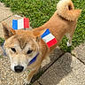 Luffy participe au concours pour gagner de l'argent avec cette photo : dog, shiba_inu, pet, outdoor, grass, pavement, flag, french_flag, animal, canine, sunlight, collar, curious, standing, small_flag, daylight, nature, fur, tail, ears