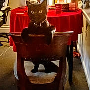 Gypsy is registered to the contest to win money with this photo: animal, black_cat, cat, chair, cozy, domestic_animal, ears, furniture, home, indoor, living_room, looking_at_camera, pet, photography, portrait, red_tablecloth, sitting, tail, whiskers, wooden_chair