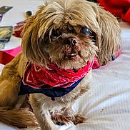 Ace joined the competition — help win amazing prizes! dog, small_dog, shaggy_fur, long_hair, brown_fur, red_bandana, pet, animal, portrait, sitting, bed, bedroom, indoor, cute, funny, camera_facing, floppy_ears, dark_eyes, collar, cozy