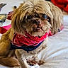 dog, small_dog, shaggy_fur, long_hair, brown_fur, red_bandana, pet, animal, portrait, sitting, bed, bedroom, indoor, cute, funny, camera_facing, floppy_ears, dark_eyes, collar, cozy