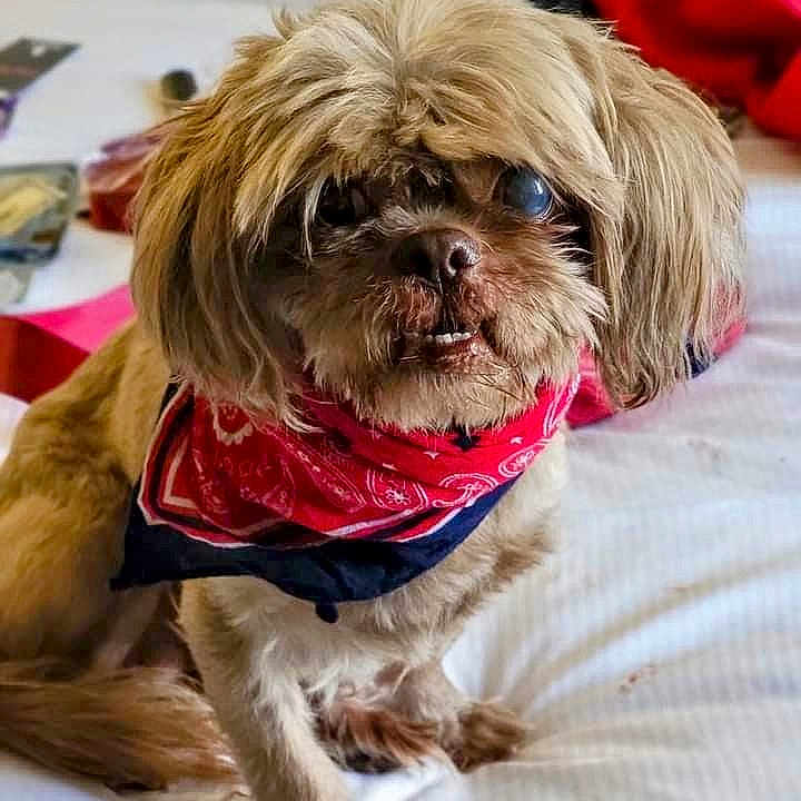 Ace joined the competition — help win amazing prizes! dog, small_dog, shaggy_fur, long_hair, brown_fur, red_bandana, pet, animal, portrait, sitting, bed, bedroom, indoor, cute, funny, camera_facing, floppy_ears, dark_eyes, collar, cozy