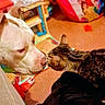 dog, cat, tabby_cat, white_dog, nose_to_nose, animals, pets, indoor, home, toys, playroom, floor, closeup, portrait, friendship, interaction, curious, cozy, colorful, candid