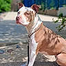 dog, pit_bull, sitting, outdoors, portrait, short_hair, brown_and_white, muscular, collar, chain, leash, pet, animal, canine, sunlight, pavement, garden, greenery, serious_expression, close_up