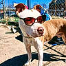 dog, sunglasses, outdoor, dog_park, portrait, standing, brown_and_white, collar, chain_fence, sunny, blue_sky, concrete, shadow, urban, park, pet, close_up, fashionable, funny, animal