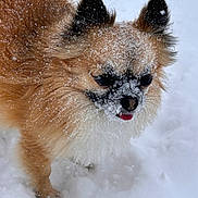 Ollie joined the competition — help win amazing prizes! dog, snow, fluffy, tongue_out, winter, outdoor, pet, animal, cute, small_dog, fur, cold, nature, canine, playful, winter_climate, adorable, snowflakes, standing, frozen