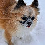 dog, snow, fluffy, tongue_out, winter, outdoor, pet, animal, cute, small_dog, fur, cold, nature, canine, playful, winter_climate, adorable, snowflakes, standing, frozen