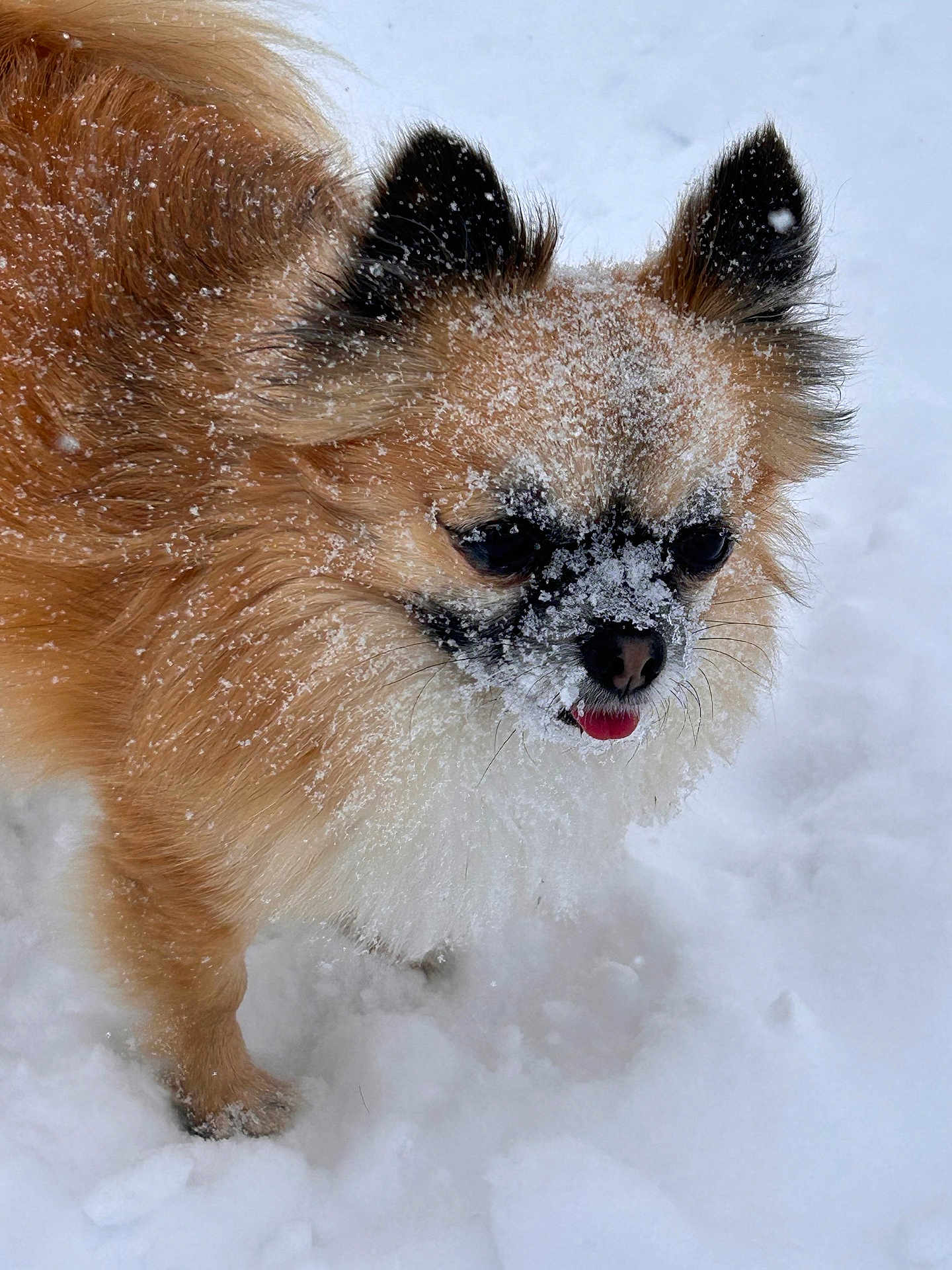 Ollie joined the competition — help win amazing prizes! dog, snow, fluffy, tongue_out, winter, outdoor, pet, animal, cute, small_dog, fur, cold, nature, canine, playful, winter_climate, adorable, snowflakes, standing, frozen
