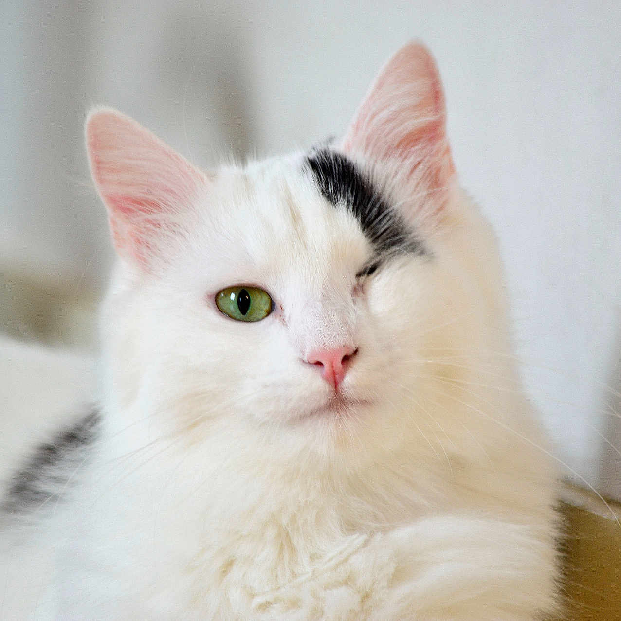 Sora a rejoint le concours — aidez-le/la à gagner de superbes lots ! abyssinian, angora, animal, cat, kitten, manx, pet, siamese, white