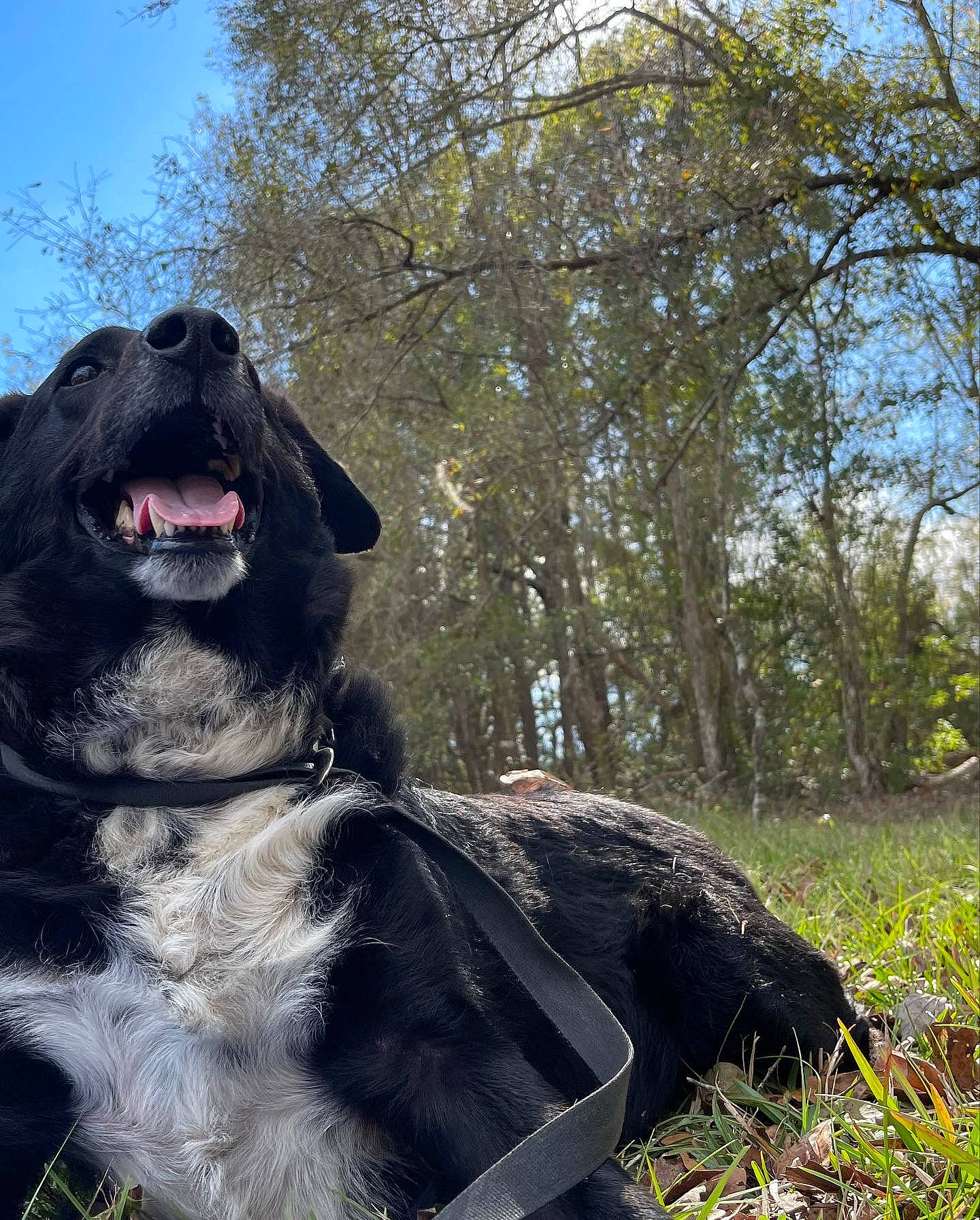 Tippy is registered to the contest to win money with this photo: canidae, carnivore, companion_dog, dog, dog_breed, dog_collar, fang, fur, giant_dog_breed, grass, gun_dog, happy, plant, sky, snout, sporting_group, tree, working_animal, working_dog, yawn