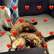 Georgie joined the competition — help win amazing prizes! cat, tortoiseshell_cat, couch, lamp, curtains, table, living_room, furniture, pet, indoor, relaxing, cozy, heart_emoji, pattern, wood, scratched_table, fur, animal, resting, domestic