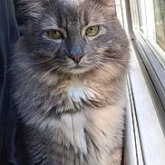 Asher joined the competition — help win amazing prizes! animal, cat, closeup, domestic_animal, ears, eyes, face, feline, fluffy, fur, gray_cat, indoor, looking, nose, pet, portrait, serene, whiskers, white_chest, window