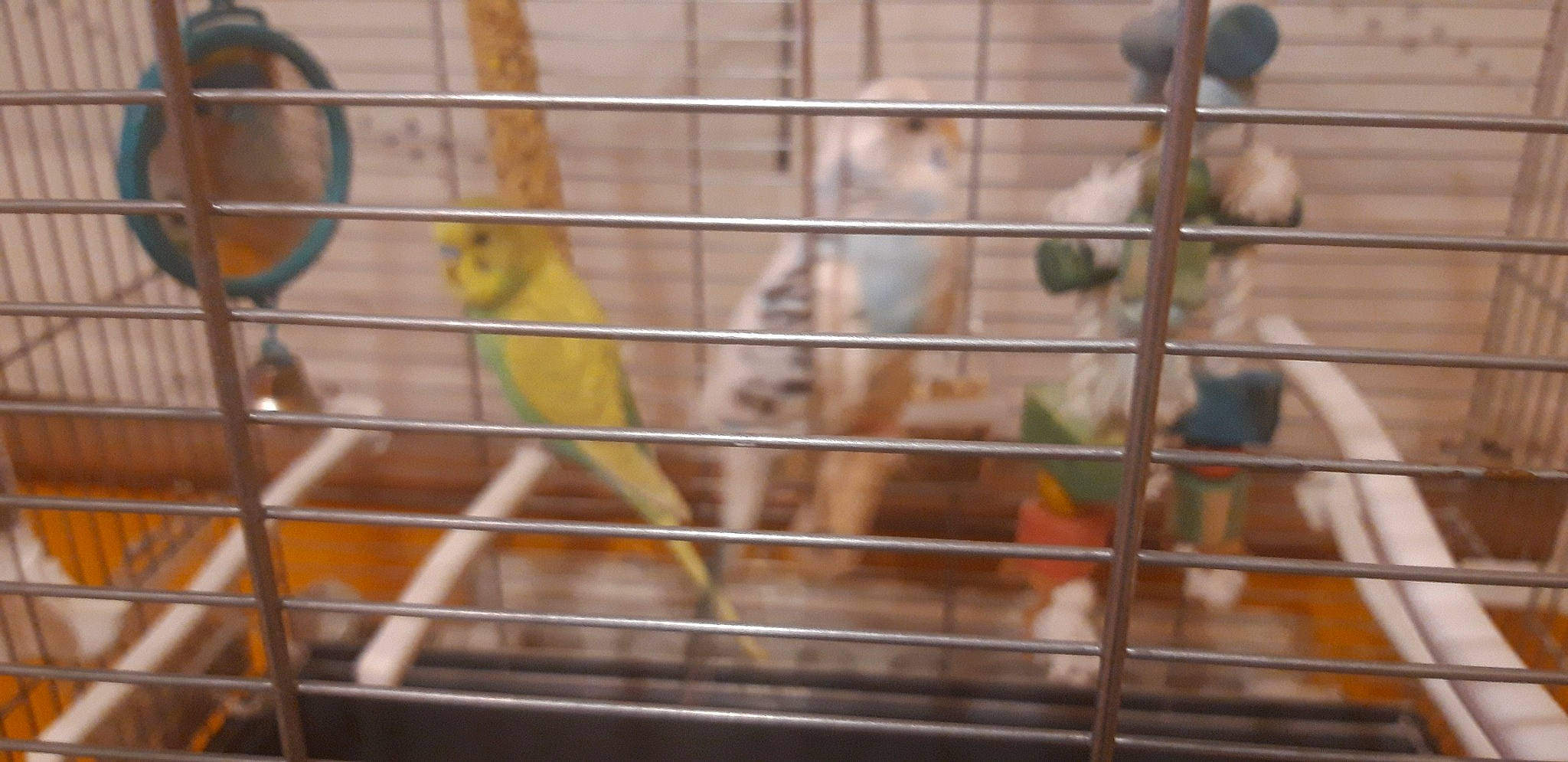 Coco participe au concours pour gagner de l'argent avec cette photo : animal_shelter, cage, degu, hamster, parakeet, pet_supply, rodent, zoo