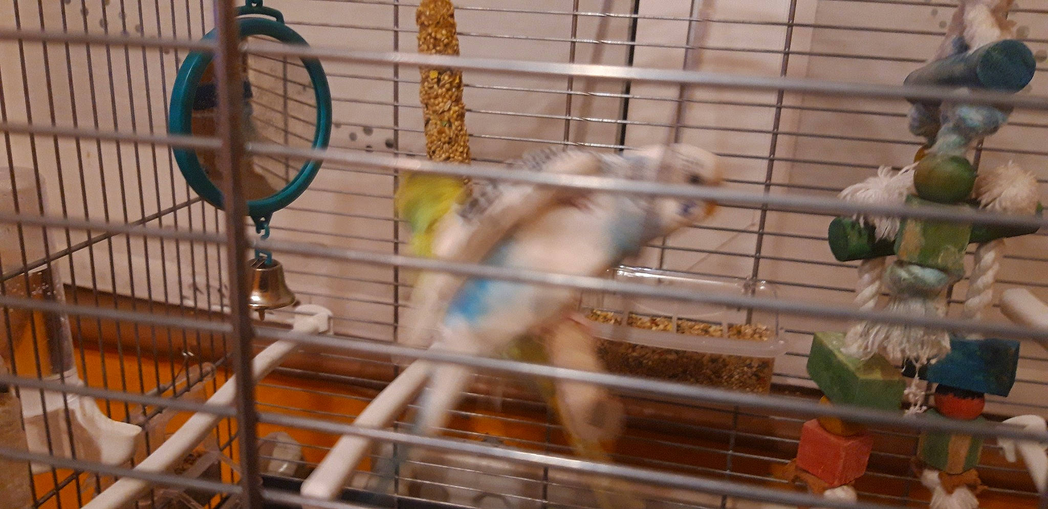 Coco a rejoint le concours — aidez-le/la à gagner de superbes lots ! animal_shelter, bird, budgie, cage, fawn, hamster, parakeet, rodent