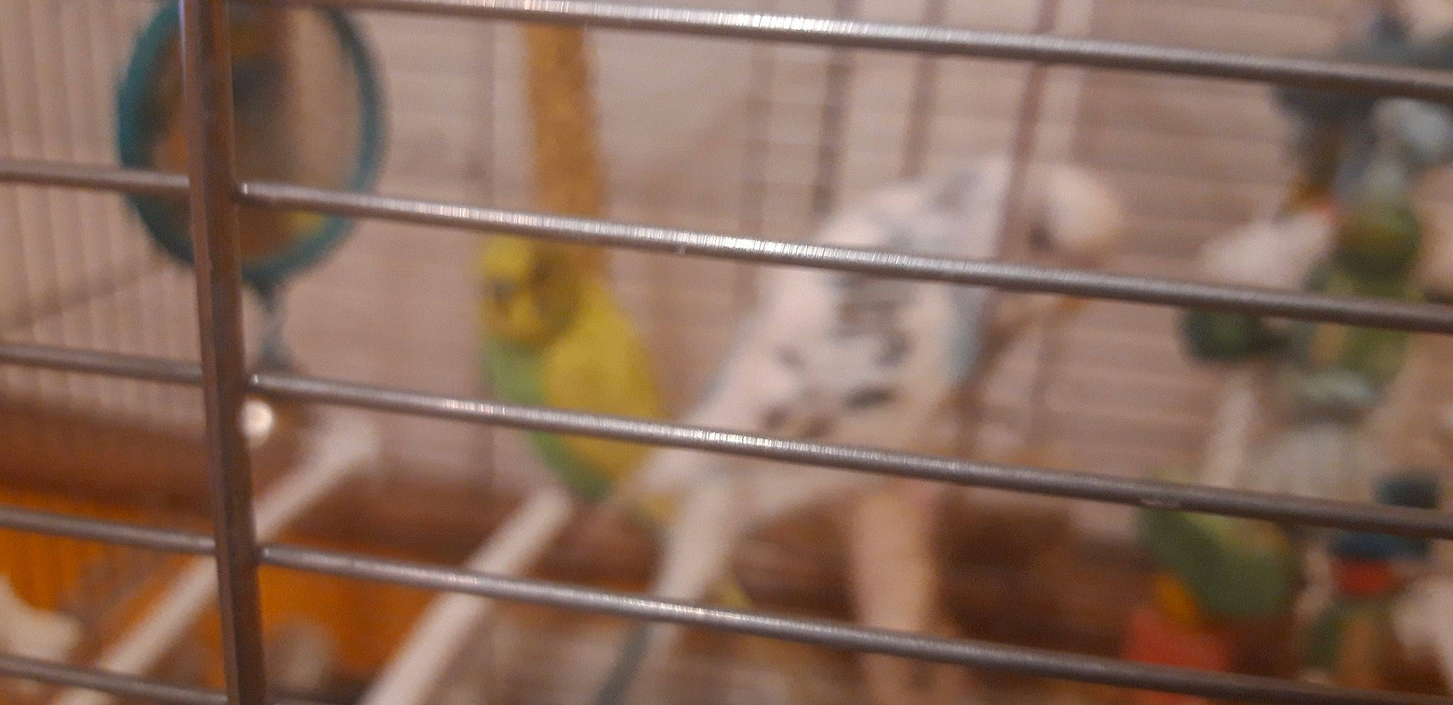 Coco participe au concours pour gagner de l'argent avec cette photo : animal_shelter, beak, bird, budgie, cage, canary, finch, parakeet, perching_bird, pet_supply, songbird, zoo