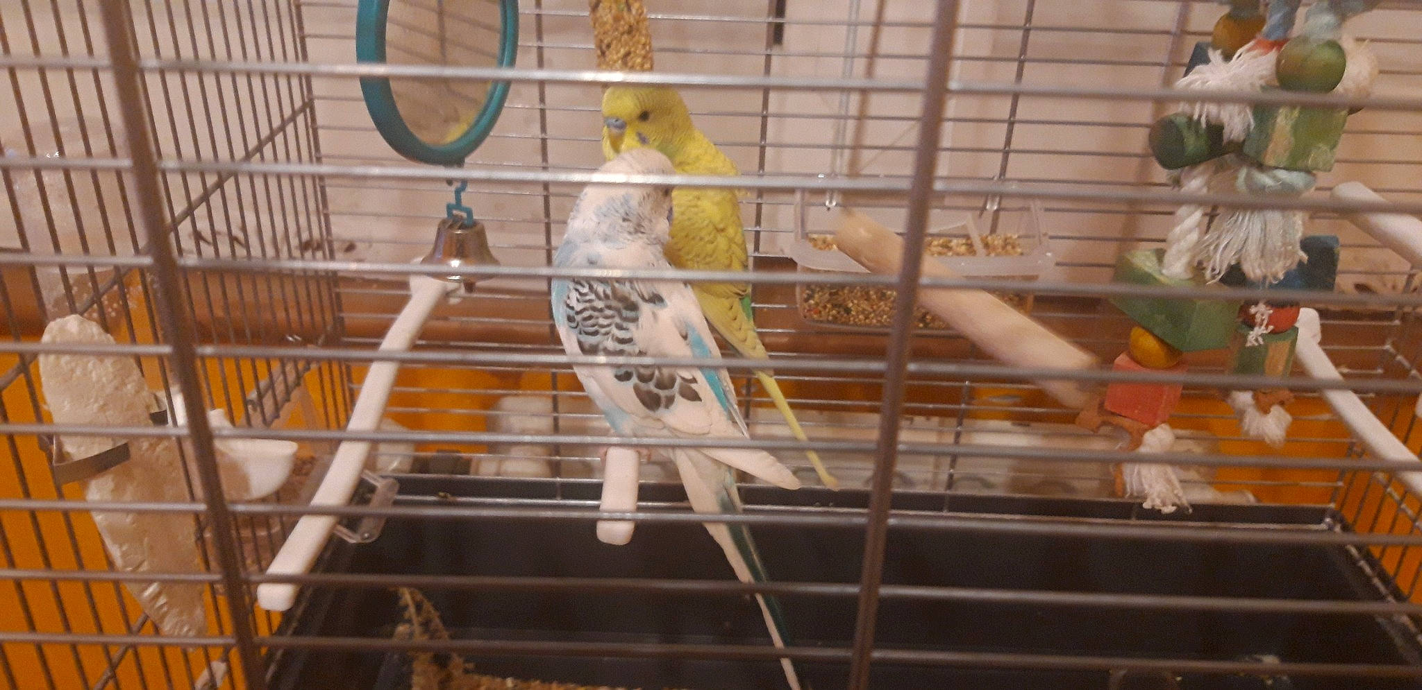 Coco participe au concours pour gagner de l'argent avec cette photo : animal_shelter, beak, bird, bird_supply, budgie, cage, canary, cockatiel, cockatoo, finch, parakeet, parrot, perching_bird, pet_supply