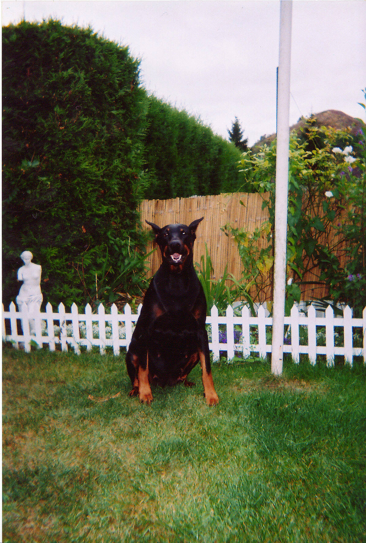 Océane a rejoint le concours — aidez-le/la à gagner de superbes lots ! beauceron, canidae, carnivore, dobermann, dog, dog_breed, grass, guard_dog, lawn, mammal, obedience_training, pinscher, plant, rottweiler, vertebrate, working_dog
