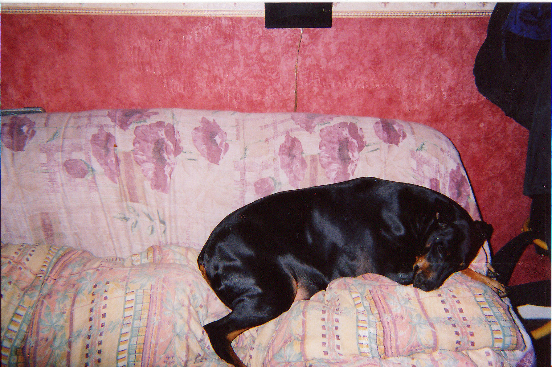 Océane a rejoint le concours — aidez-le/la à gagner de superbes lots ! canidae, carnivore, companion_dog, dog, dog_breed, guard_dog, puppy, rottweiler, sporting_group