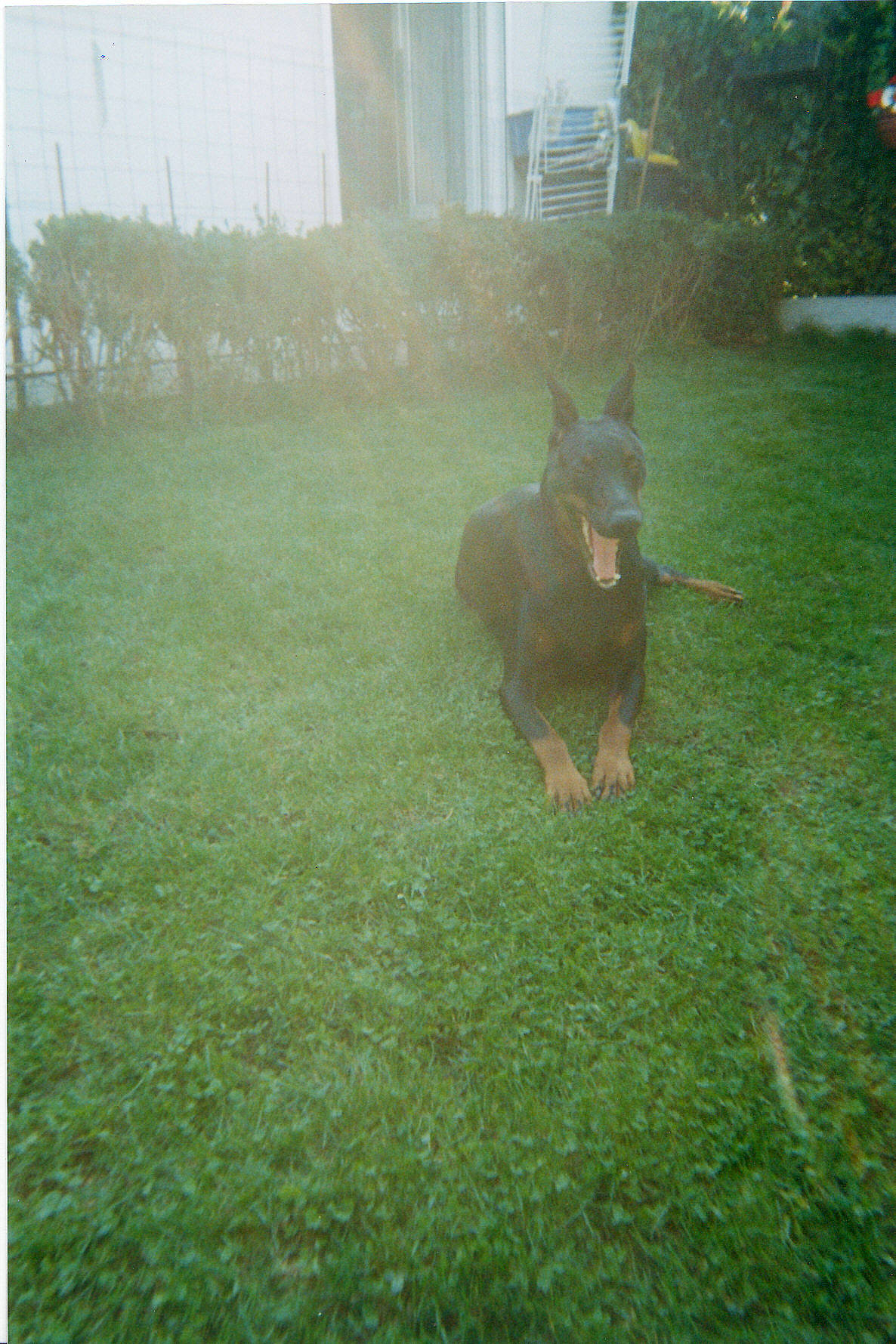 Océane a rejoint le concours — aidez-le/la à gagner de superbes lots ! backyard, canidae, carnivore, dobermann, dog, dog_breed, fawn, german_shepherd_dog, grass, guard_dog, lawn, plant, sporting_group, working_dog, yard