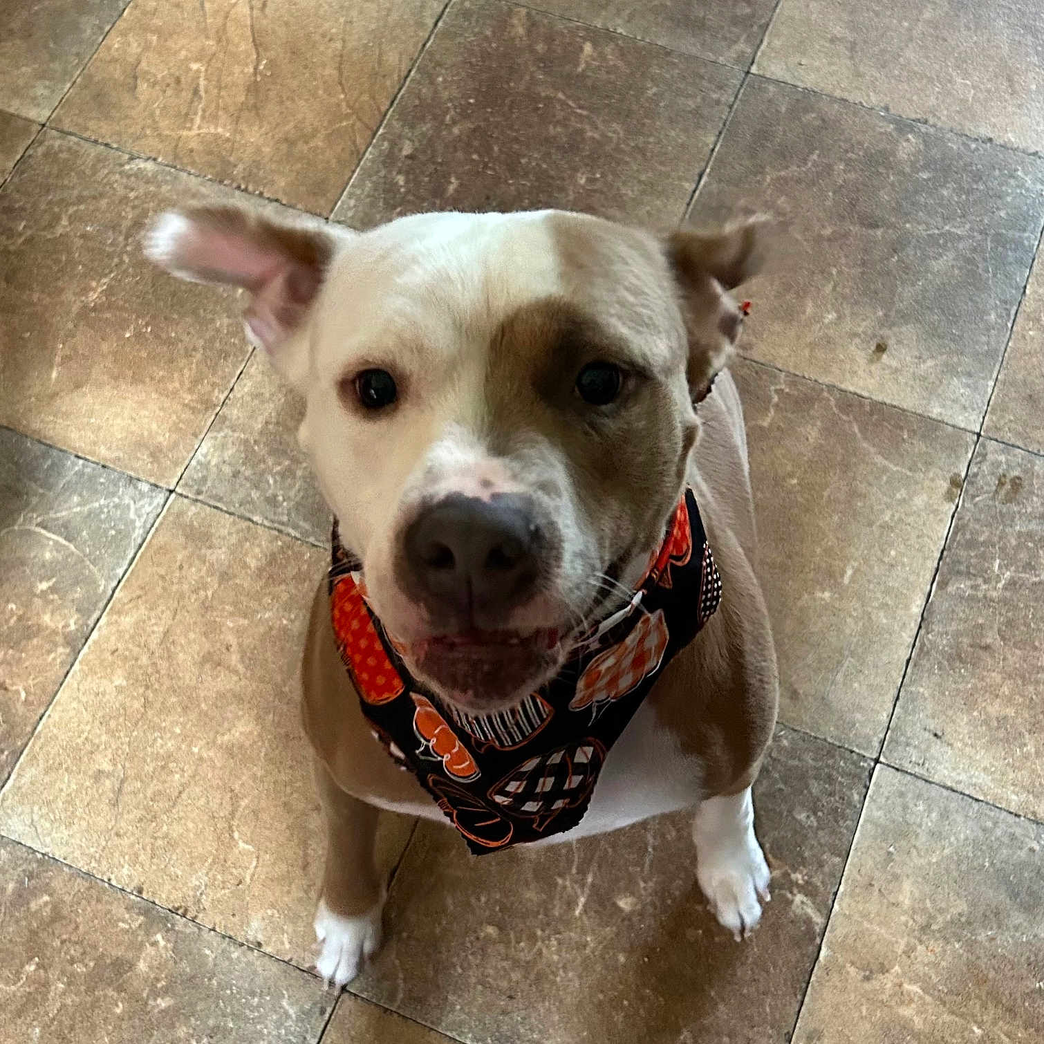Geronimo joined the competition — help win amazing prizes! accessories, animal, bulldog, canine, chihuahua, dog, face, head, hound, leash, person, pet, photography, pitbull, puppy, slate, snout, strap, tile, whitedog