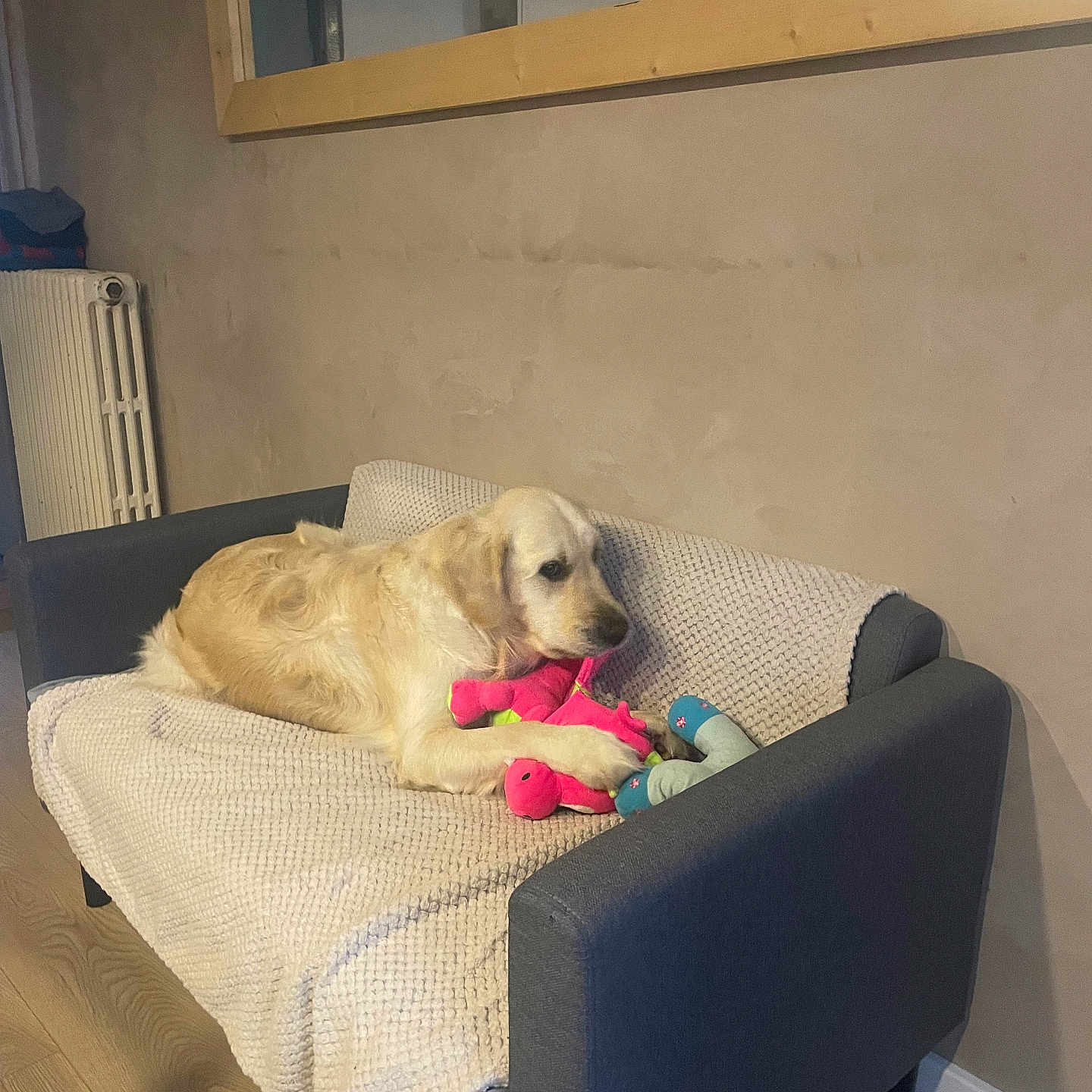 Oreo a rejoint le concours — aidez-le/la à gagner de superbes lots ! animal, blanket, comfort, couch, cozy, dog, domestic, furniture, golden_retriever, home, indoor, living_room, mirror, pet, plush_toy, radiator, relaxed, toy, wall, wooden_floor