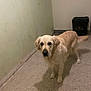 dog, golden_retriever, carpet, indoor, pet, animal, canine, floor, shadow, wall, trash_bin, container, beige, light, looking, standing, fur, ears, snout, tail