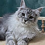 Blizzard joined the competition — help win amazing prizes! animal, background, cat, closeup, curious, domestic_cat, ears, feline, fluffy, gray, indoor, long_hair, pet, portrait, relaxed, silver, soft_fur, table, whiskers, wooden_surface