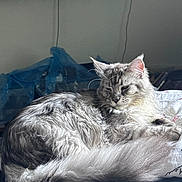 Blizzard joined the competition — help win amazing prizes! animal, bed, blanket, cat, comfort, domestic, ears, feline, fluffy, fur, gray, household, indoor, pet, pillow, relaxed, resting, sleepy, tail, whiskers