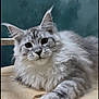Blizzard is registered to the contest to win money with this photo: animal, cat, cute, domestic_animal, ears, eyes, feline, fluffy, furry, gray, indoor, mammal, paw, pet, portrait, relaxed, table, whiskers, white, wood