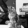 black_and_white, books, can, cat, chair, contemplative, cozy, domestic_animal, feline, fluffy, fur, furniture, home, indoor, looking_away, pet, quiet, sitting, still_life, table