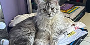 Blizzard is registered to the contest to win money with this photo: animal, cat, clutter, desk, ears, feline, fluffy, fur, gray, indoor, keyboard, mammal, office, papers, pet, relaxed, resting, tail, whiskers, white