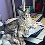 animal, cat, clutter, desk, ears, feline, fluffy, fur, gray, indoor, keyboard, mammal, office, papers, pet, relaxed, resting, tail, whiskers, white