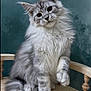 Blizzard is registered to the contest to win money with this photo: animal, cat, chair, curious, cute, domestic_animal, feline, fluffy, fur, gray, indoor, looking, paw, pet, portrait, sitting, tail, whiskers, white, wooden_chair