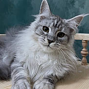 Blizzard joined the competition — help win amazing prizes! animal, cat, closeup, curious, cute, domestic_cat, ears, face, feline, fluffy, fur, gray, indoor, looking, pet, portrait, relaxed, whiskers, white, wooden_table