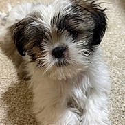 Puff joined the competition — help win amazing prizes! adorable, black_fur, carpet, close_up, cute, dog, eyes, fluffy, fur, indoor, laying_down, nose, paw, portrait, puppy, small_dog, soft_texture, whiskers, white_fur, young