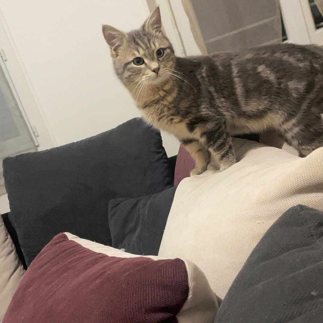 Aslan participe au concours pour gagner de l'argent avec cette photo : abyssinian, animal, architecture, armchair, building, cat, chair, couch, cushion, furniture, homedecor, indoors, kitten, linen, livingroom, manx, person, pet, pillow, room